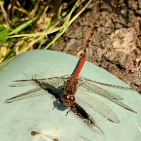 58E79FA6-4959-4BB2-ADB1-83078B4682D1_1_105_c Sardinia - spider