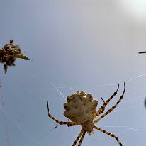 B44180BB-6811-4CE2-BA76-1AE6C751B766_1_105_c Sardinia - spider