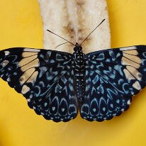 E3234172-8BDA-4AD3-B345-425A09D0E104_1_105_c