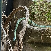 Aquatis Lausanne vivarium 944514EF-0679-4542-B7E7-4686176B5FFA_1_105_c