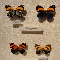 Butterflies