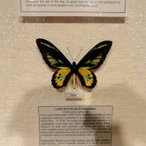 Butterflies_Rothschild