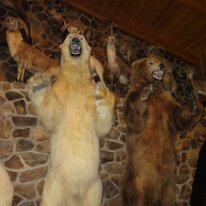 DSC06993 Visite de l'International Wildlife museum
