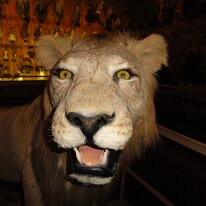 DSC06994 Visite de l'International Wildlife museum