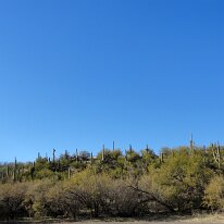 Cactuses